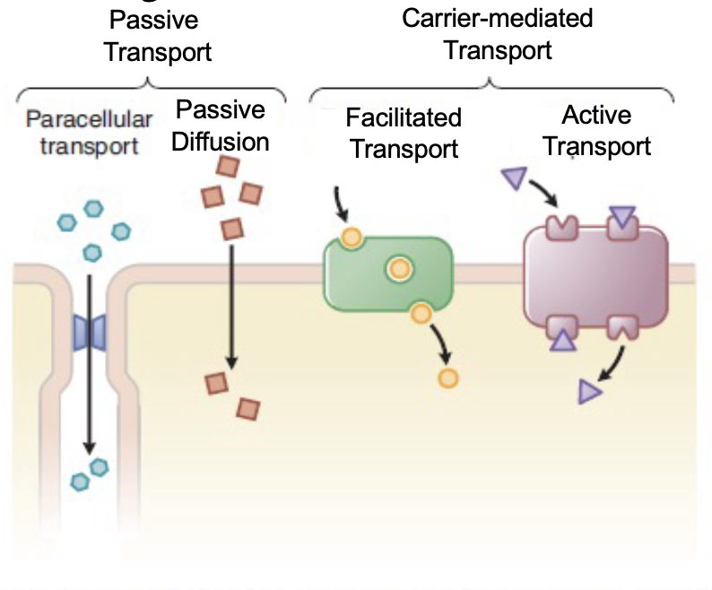 transport across cell mebrnes, which is affected by several drug characteristics
