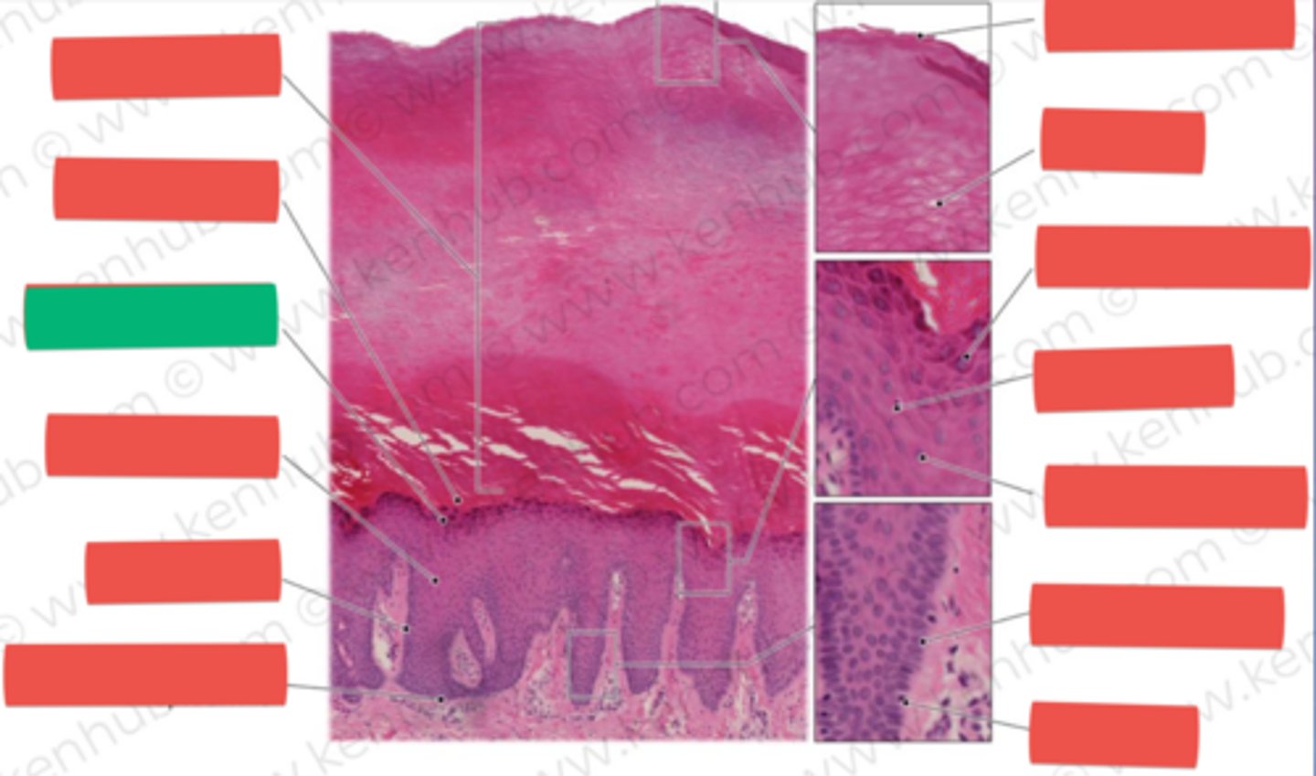 knowt flashcard image