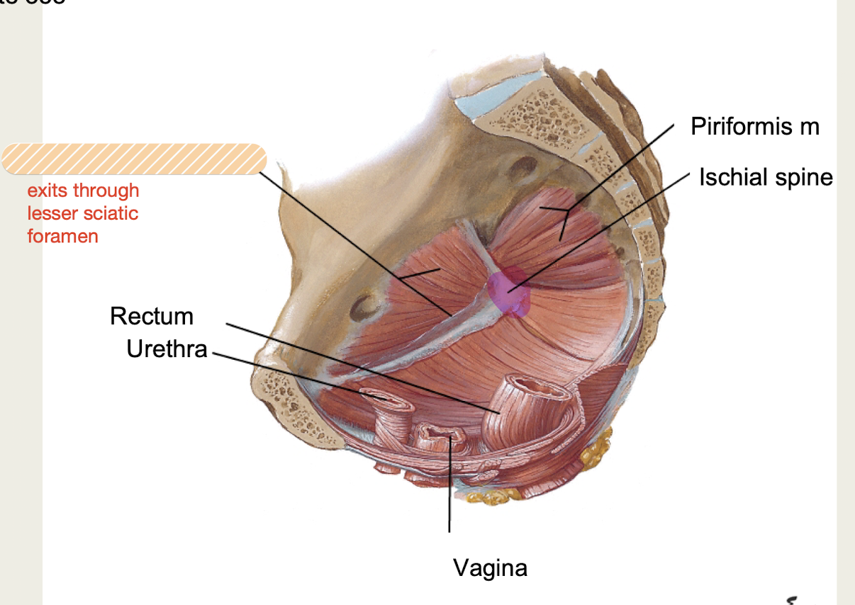 <p><span><strong>anterolateral pelvic wall, </strong>passes<strong> </strong>through<strong> lesser sciatic foramen</strong></span></p>