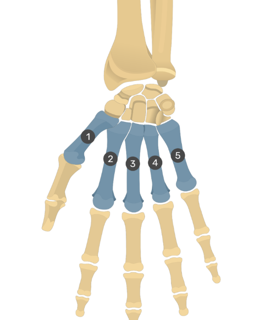 <p>What are the bones of the hand/wrist?</p>