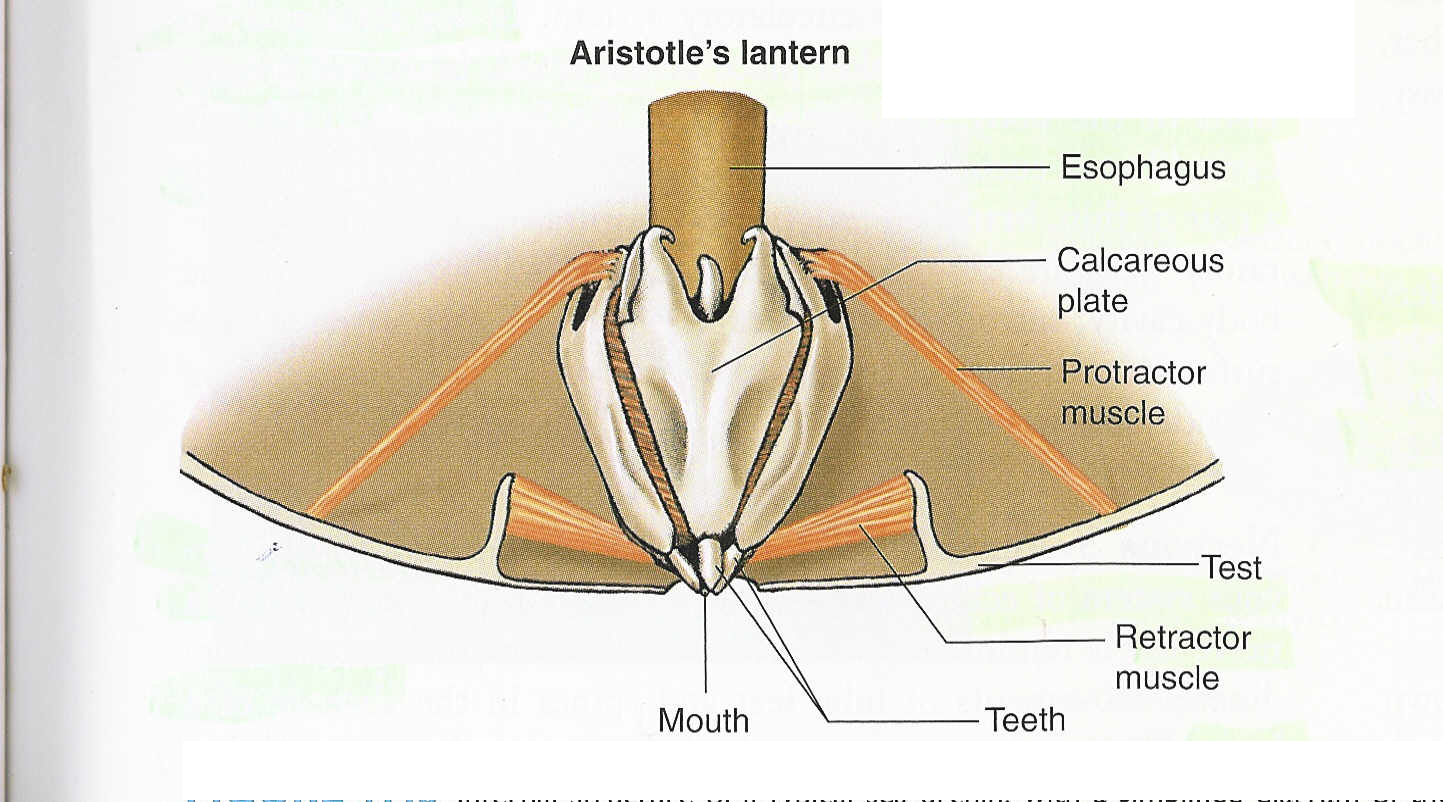 <p>-Chisel teeth: slice and grind algae<br>-40 skeletal support pieces<br>- Teeth secreted from internal sacs 1mm/wk<br>- Teeth VERY hard</p>