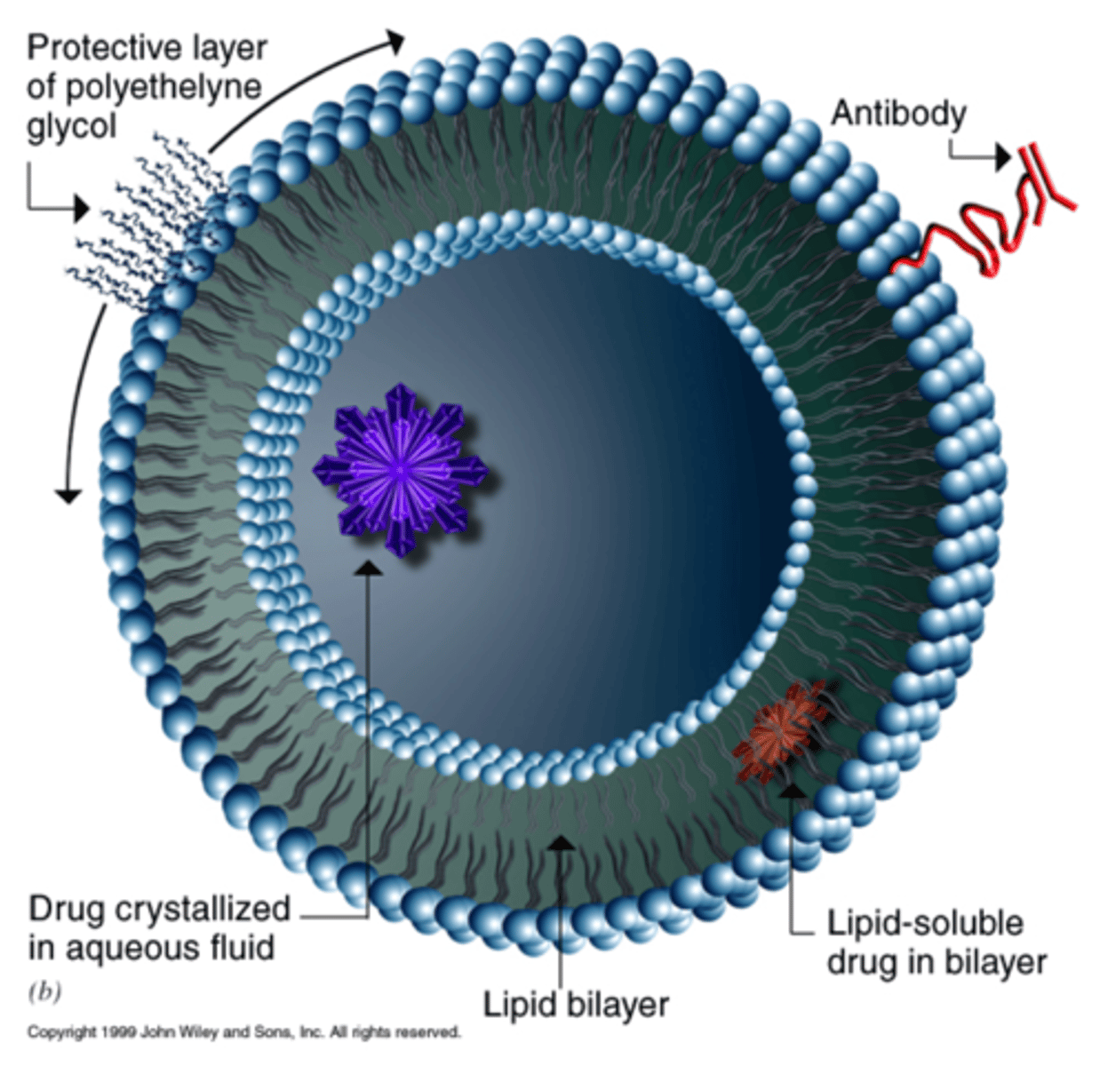 <p>Act as vehicles for drugs to a specific location or DNA delivery and protect drugs from the immune system.</p>