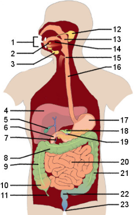 <p>Identify the parts of the digestive system on a diagram.</p>