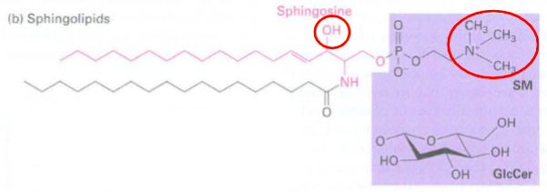 <ul><li><p>sphingolipid: mimics the shape of glycero<mark data-color="#ebff03" style="background-color: #ebff03; color: inherit">l —</mark><strong><mark data-color="#ebff03" style="background-color: #ebff03; color: inherit"> has hydroxyl instead of ester</mark></strong></p><ul><li><p>class of lipids containing backbone of sphingoid bases instead of glycerol which are a set of aliphatic amino alcohols</p></li><li><p>groups bonded to terminal oxygen:</p><ul><li><p>phosphocholine forms sphingomyelin/SM (nervous system)</p></li><li><p>hydroxyl group forms a ceramide</p></li><li><p>glucose forms glucosesphingolipid</p></li></ul></li><li><p>important in signal transduction and cell recognition</p></li></ul></li></ul><p></p>