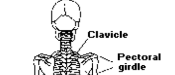 Back view of the clavicle