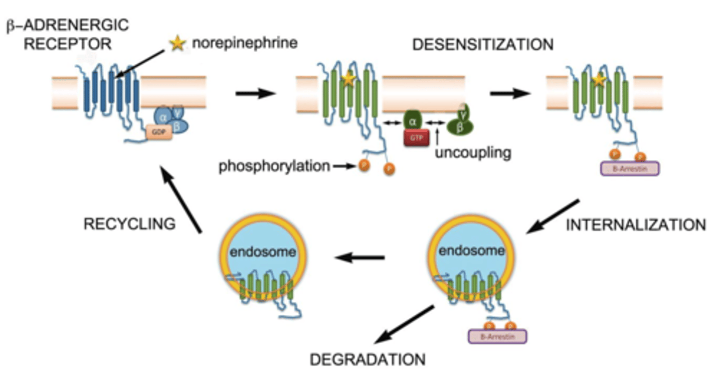 <p>internalization: receptor pulled into cell → recycled or degraded</p><p>desensitization: receptor less responsive → GRK phosphorylates → arrestin blocks signaling</p><p>prevents receptor overstimulation</p>