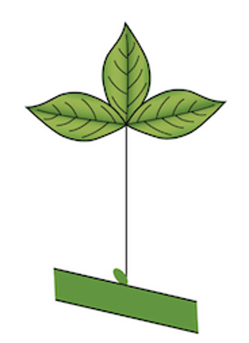 <p>Explain the type of leaf complexity this leaf possesses (simple, compound, etc.)</p>