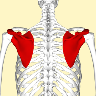 <p>Flat bones are thin and broad.</p>
