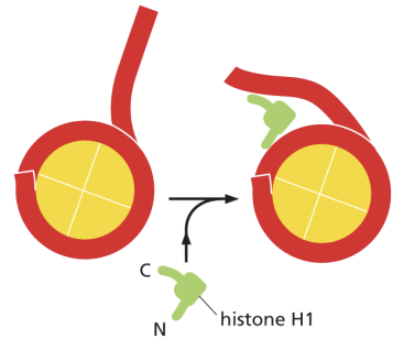<p>pair of ___ histone proteins (H2A, H2B, H3, H4) form an octamer core. </p>