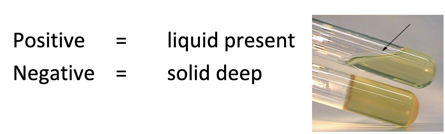 After cooling, observe for liquefication

\+ any liquefication

\- no liquefication