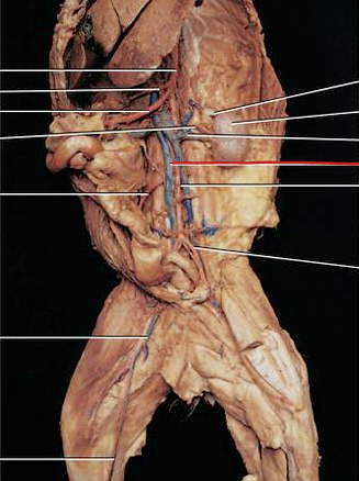<p>drains deoxygenated blood from the lower body</p>