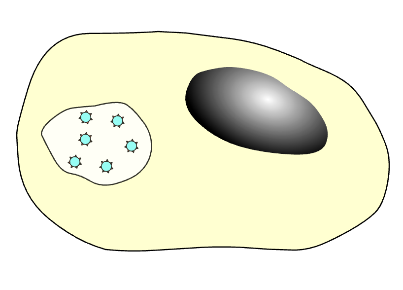 <p>Witte bloedcellen die indringers opslokken en vernietigen via fagocytose.</p>