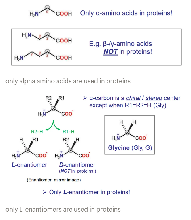 <ul><li><p>alpha-amino acids, not beta or gamma</p></li><li><p>L-enantiomers, not D</p></li></ul><p></p>