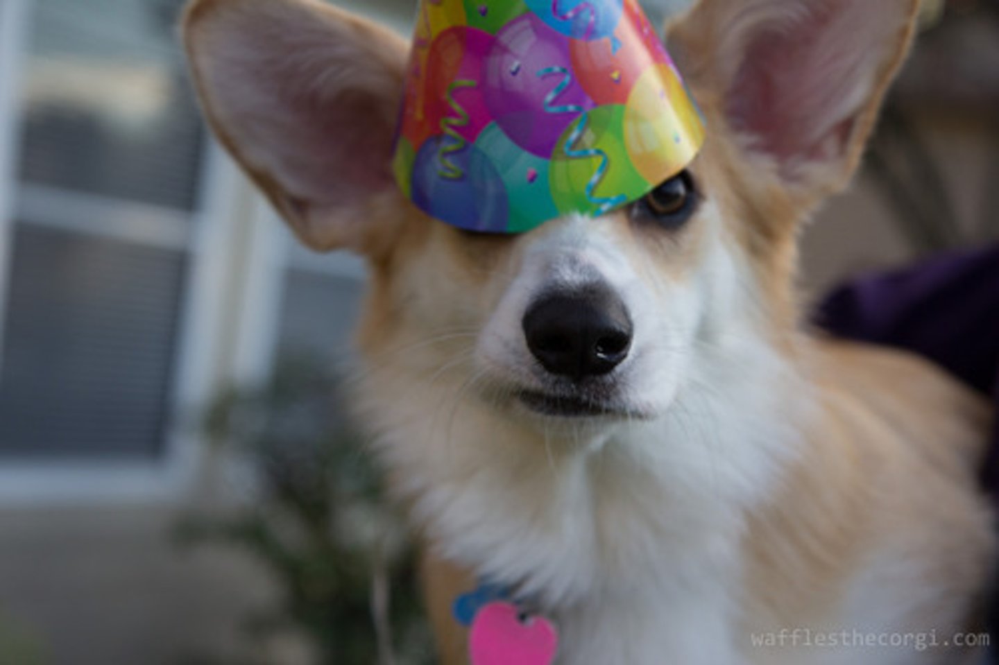 <p>the birthday</p>