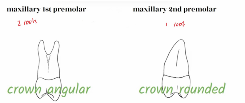 <ul><li><p>Can bend distally at apical end, but can also be straight</p></li></ul><p></p>