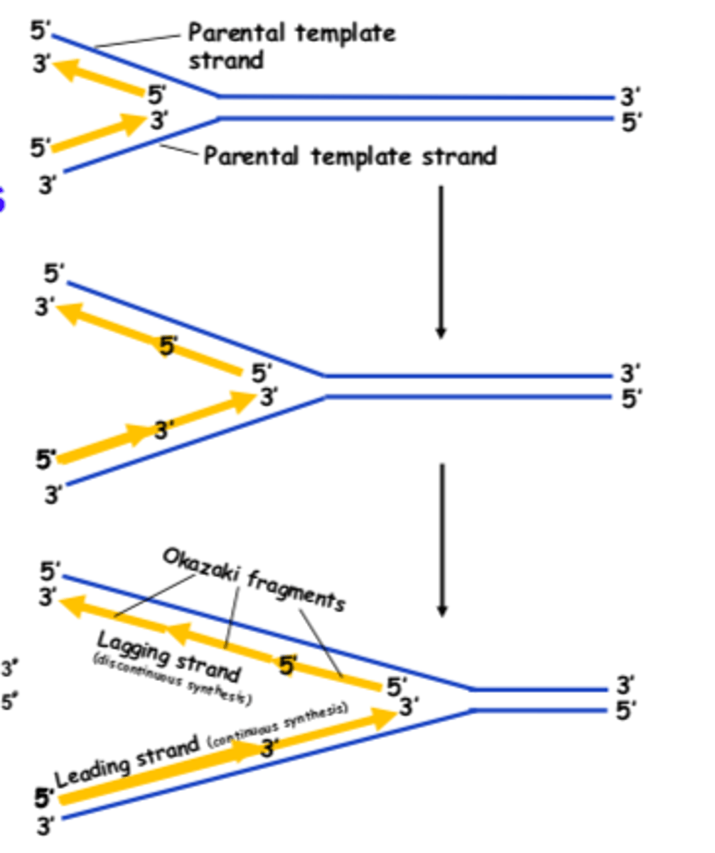 <p>Can only add nucleotides in the 5' to 3' direction</p><p>The bases must be complementary</p><p>Polymerization AWAY from the replication fork</p>