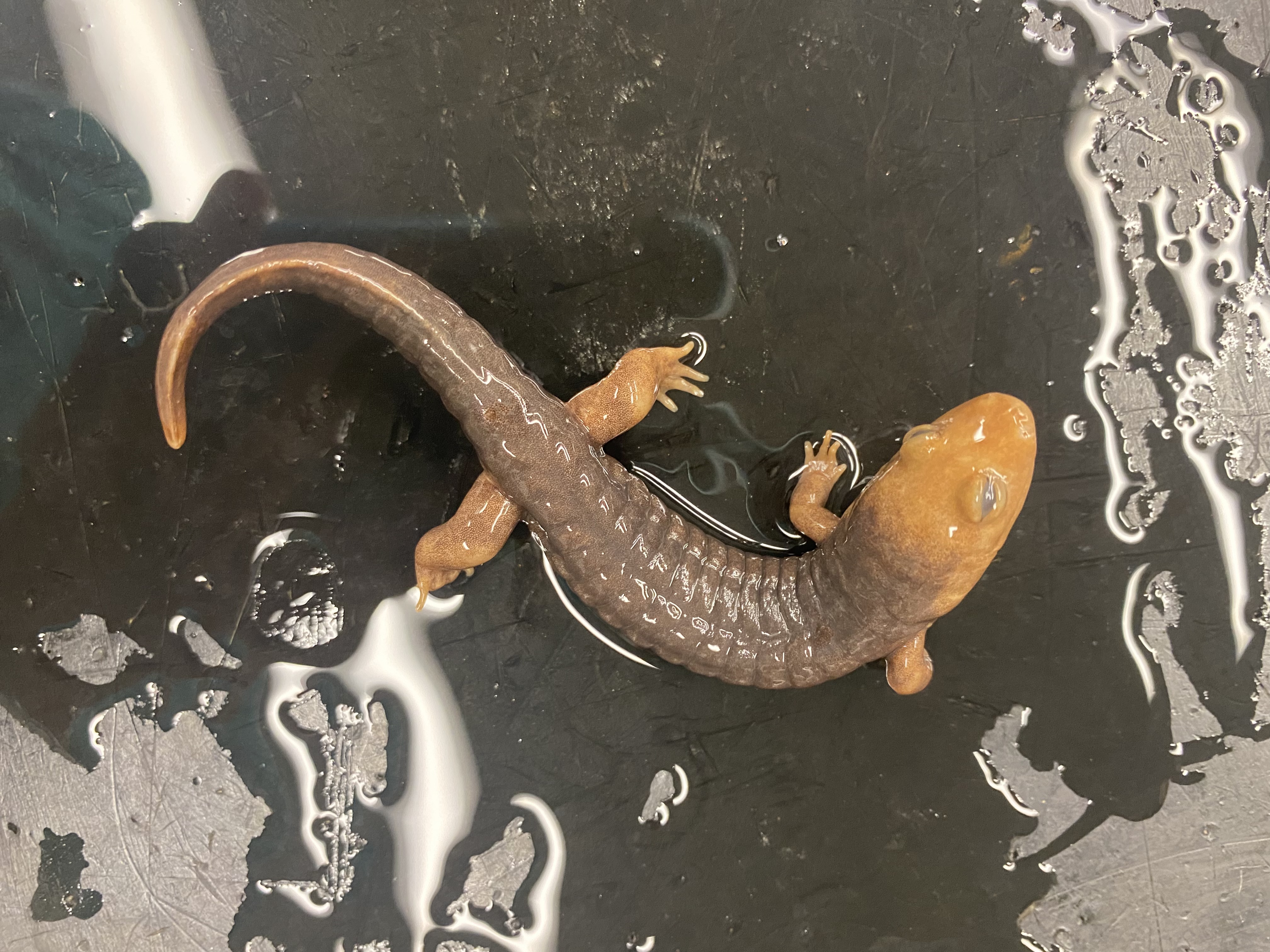 <p>Black-bellied Salamander</p>