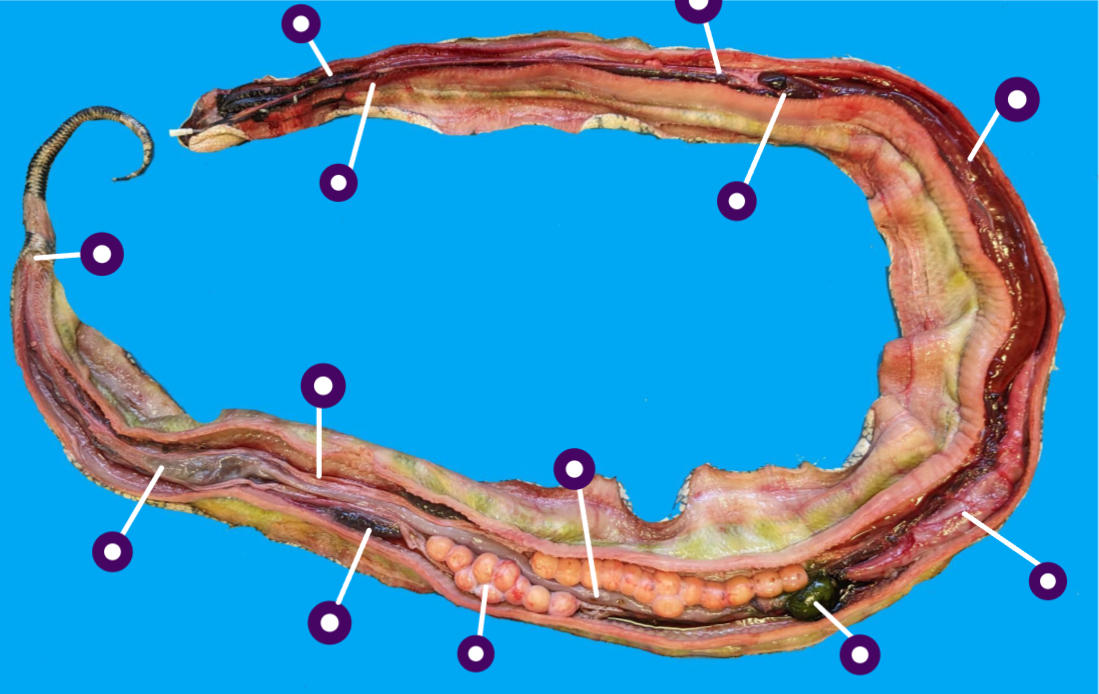 <p>This is a fresh dissection of a snake. Identify the different internal organs in this snake</p>