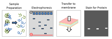 <p>The following figure demonstrates how the ______________ works</p>