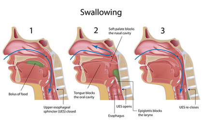 <p>What closes over the trachea during swallowing?</p>