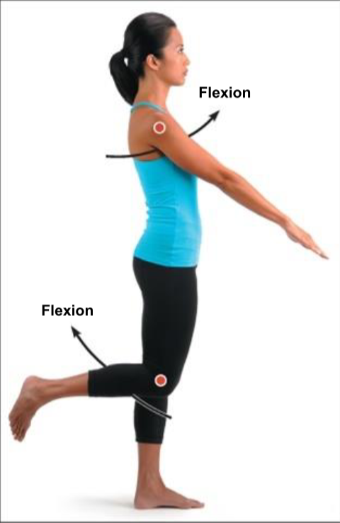<p>Flexion</p>