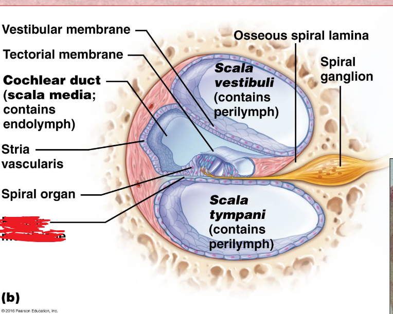 <p>a membrane in the cochlea that bears the organ of Corti.</p>