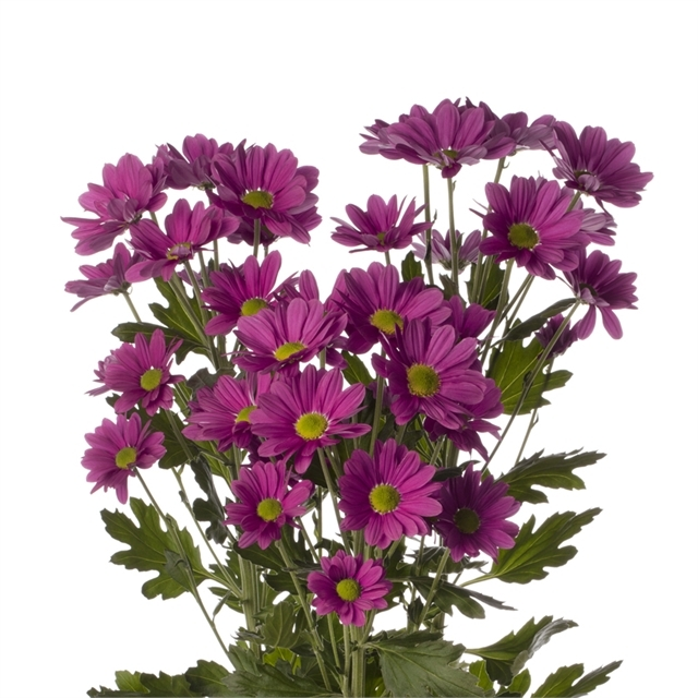 <p><span><span>What plant is this? (Name, Genus)</span></span></p>