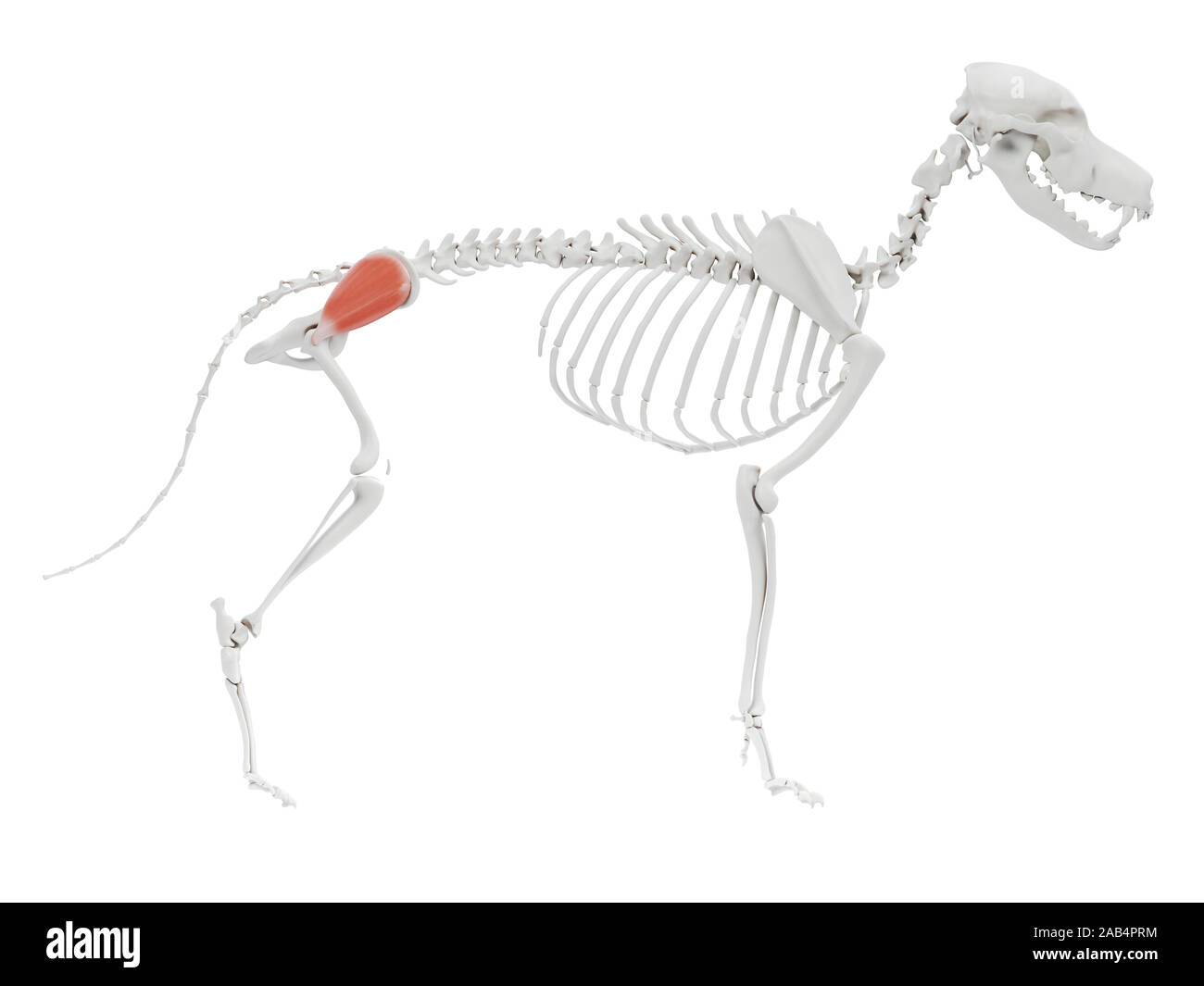 <p>abduct the limb and extend the hip joint</p>