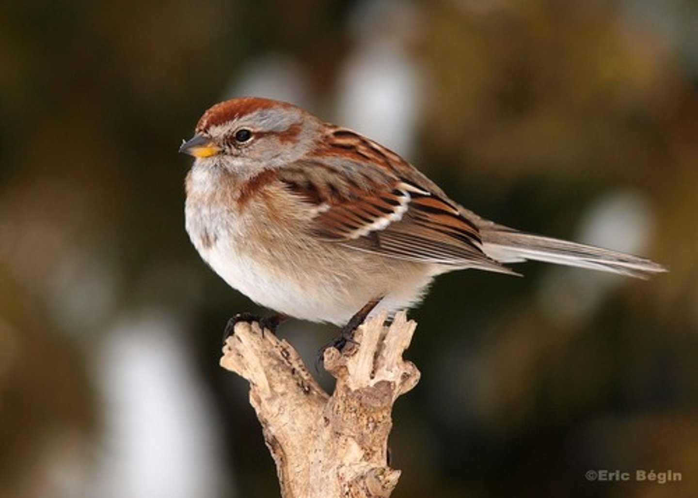 <p>Spizelloides arborea</p>