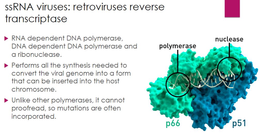 <p>Example with HIV: -Reverse transcription is a critical step in the life cycle of HIV, and RT is a remarkable enzyme with multiple activities. It is an RNA-dependent DNA polymerase, a DNA- dependent DNA polymerase, and a ribonuclease. Despite its versatility, RT lacks an important function observed in other DNA polymerases: proofreading. Thus it makes errors as it synthesizes DNA. This accounts for the rapid mutation rate seen in HIV.</p>