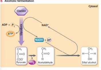 <p>In alcoholic fermentation, we __ an addition CO<sub>2</sub> before reducing a 2-carbon product to ethanol</p>