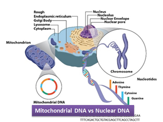 <p>In two organelles - <br>The Nucleus - one copy per cell<br>The mitochondria - multiple copies per cell</p>