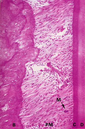 <p>Aid in the support of blood and lymphatic vessels &amp; nerves</p>