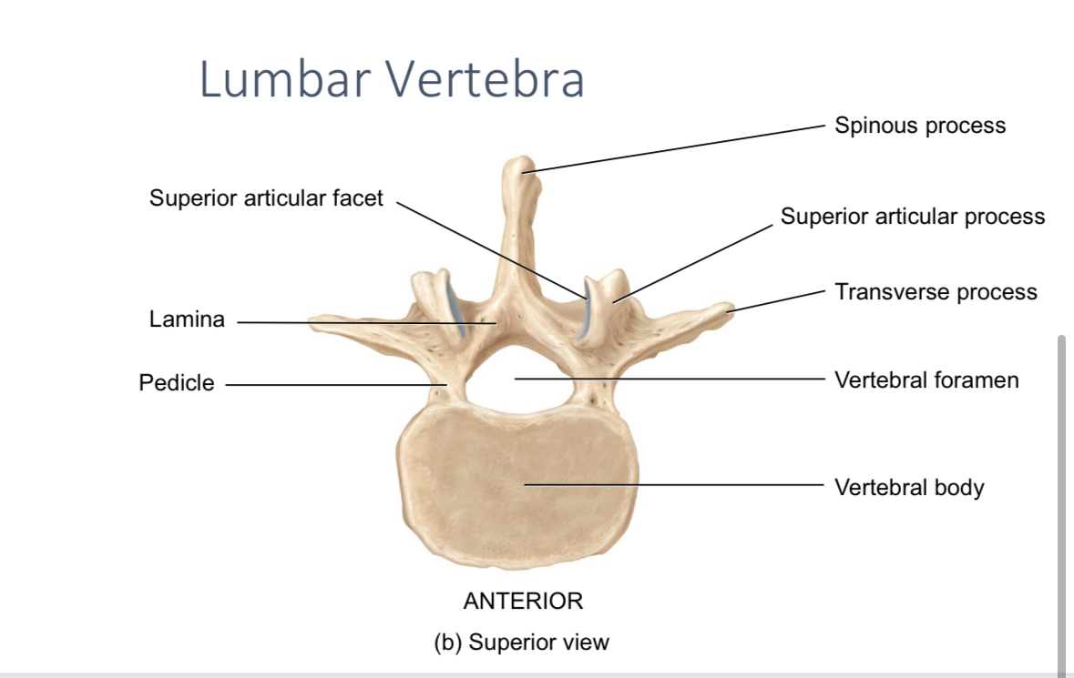 <p>Connects the vertebral body to the vertebral arch </p>