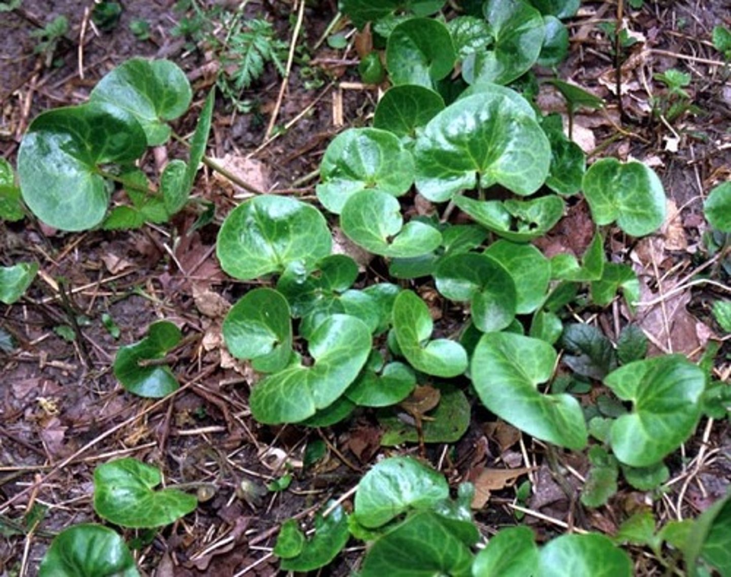 <p>European ginger</p>