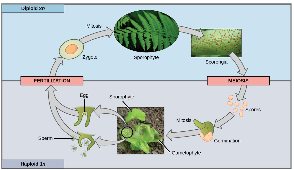 <ul><li><p>Seen in plants, where both haploid and diploid multicellular stages occur.</p></li><li><p> a type of life cycle in which an organism alternates between <strong>two multicellular stages</strong>:</p><ol><li><p>A <strong>haploid (1n) gametophyte</strong> stage that produces gametes (sex cells) through mitosis.</p></li><li><p>A <strong>diploid (2n) sporophyte</strong> stage that produces spores by meiosis.<br>This life cycle is found in <strong>plants</strong> and <strong>some algae</strong></p></li></ol></li><li><p>Meiosis is not directly involved in the production of gametes because the organism that produces the gametes is already a haploid<br><span data-name="arrows_counterclockwise" data-type="emoji">🔄</span> <strong>Cycle of Reproduction:</strong></p></li></ul><ul><li><p>The two stages <strong>alternate</strong> each generation — one haploid, one diploid.</p></li><li><p>This alternation maintains genetic diversity and stable chromosome numbers over generations.</p></li></ul><ul><li><p><span data-name="ear_of_rice" data-type="emoji">🌾</span> <strong>Meiosis and Fertilization:</strong></p><ul><li><p><strong>Meiosis</strong> happens in the sporophyte to make spores.</p></li><li><p><strong>Fertilization</strong> happens between gametes from the gametophyte to make a zygote (which grows into the sporophyte).</p></li></ul></li><li><p>Specialized cells of the sporophyte undergo meiosis to produce haploid spores which subsequently develop into the gametophytes</p></li></ul><p></p>