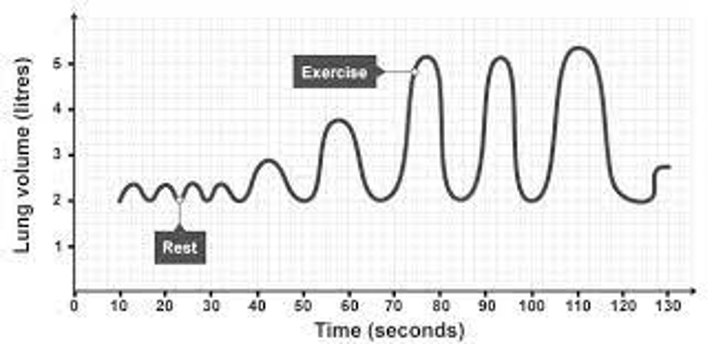 <p>Increases significantly</p>