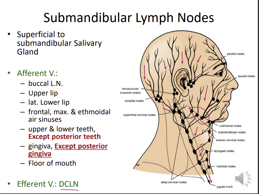 <p>superficial to submandibular salivary glands</p><p><u>afferent:</u></p><ul><li><p>buccal lymph nodes</p></li><li><p>upper lip </p></li><li><p>lateral lower lip</p></li><li><p>frontal, max, ethmoidal, air sinuses</p></li><li><p>upper and lower teeth except the posterior teeth</p></li><li><p>gingiva, except for the posterior gingiva</p></li></ul><p>efferent:</p><ul><li><p>floor of the mouth</p></li></ul>