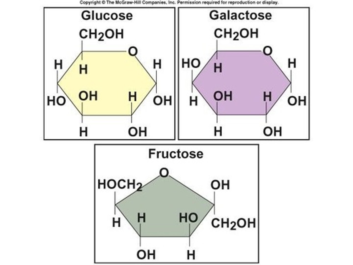 <p>Monosaccharides.</p>