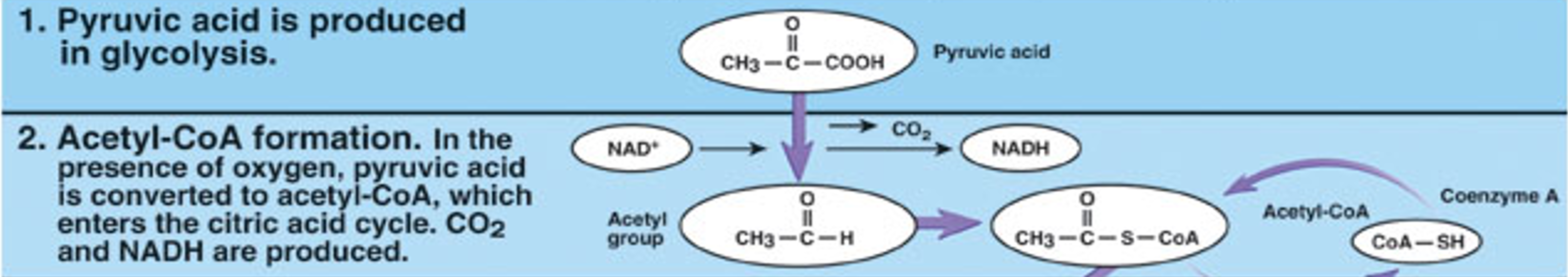 In the presence of oxygen, pyruvic acid is used to produce:


1. 2 NADH
2. 2 CO2