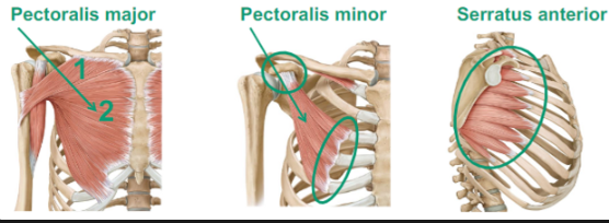<ul><li><p>Pectoralis major</p></li><li><p>Pectoralis minor</p></li><li><p>Serratus anterior</p></li></ul>