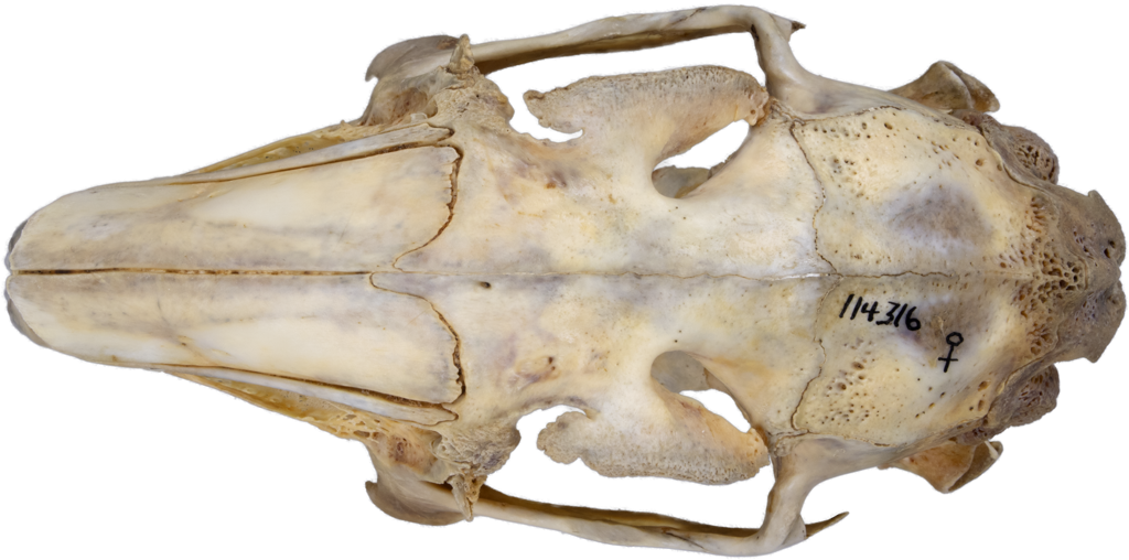 <p>Black-tailed jackrabbit</p><p>fan-shaped supraorbital process</p>