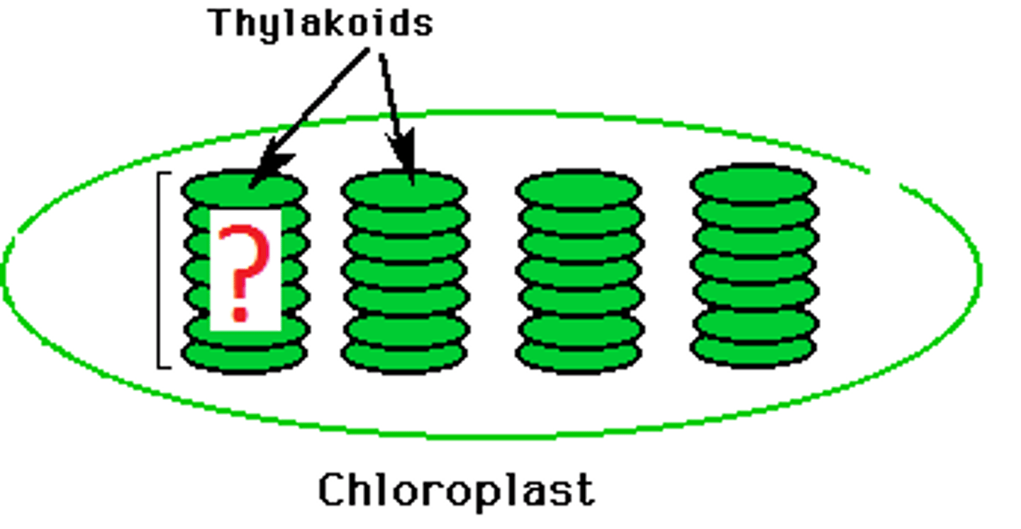 <p>the stacks of thylakoids embedded in the stroma of a chloroplast.</p>