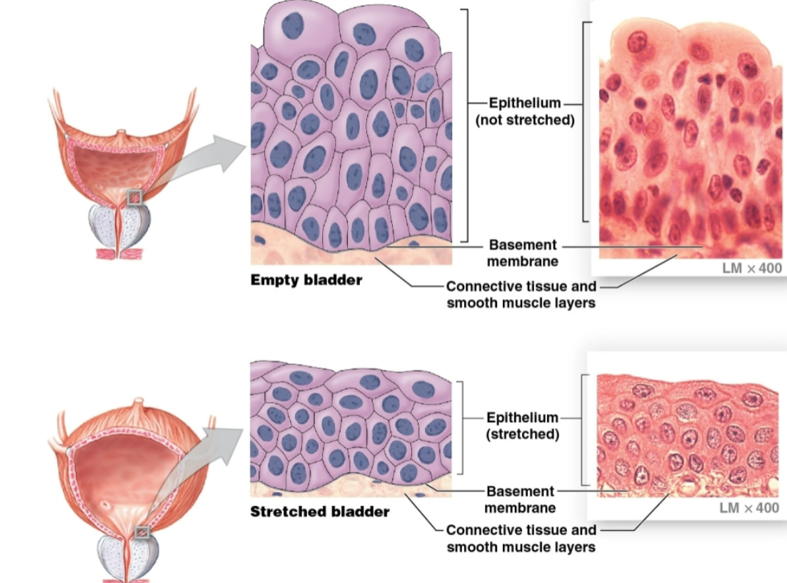 <ul><li><p>Relaxed (empty bladder) - superficial cells cuboidal</p></li><li><p>Stretched (full bladder) - superficial cells flattened</p></li></ul><p></p>