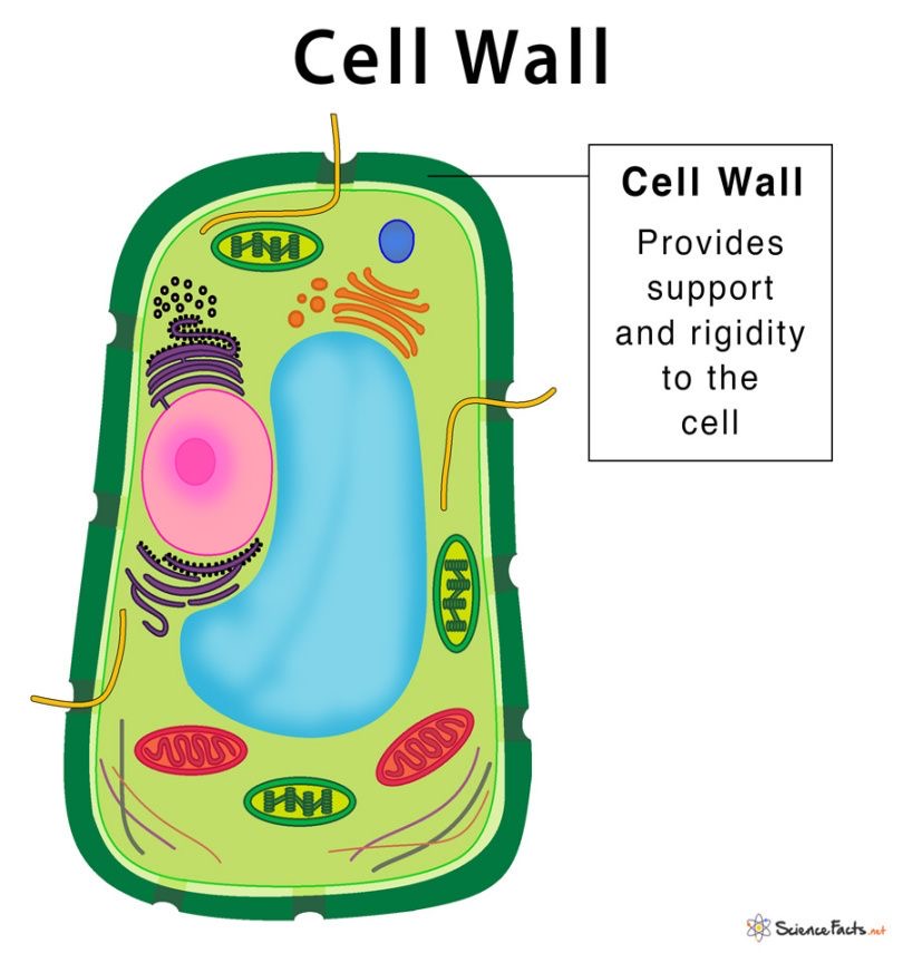 <p>Cell wall</p>