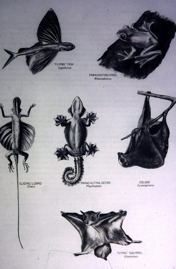 <p>Locomotor Adaptation</p>