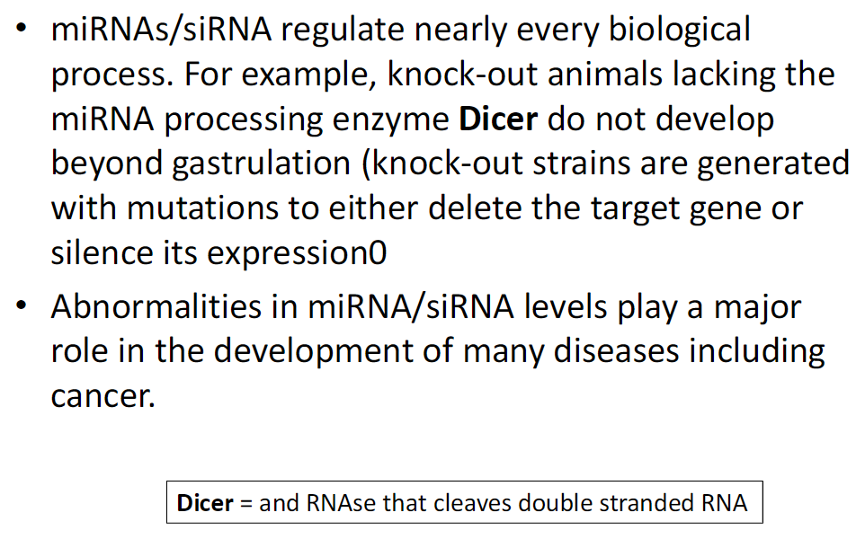 <p><strong>Function</strong><br> Regulate nearly every biological process</p><p><strong>Example</strong><br> Animals lacking Dicer, the enzyme that processes miRNAs/siRNAs, fail to develop beyond gastrulation<br> Knock-out strains are created by deleting or silencing a target gene</p><p><strong>Disease Relevance</strong><br> Abnormal miRNA/siRNA levels contribute to many diseases, including cancer</p><p><strong>Dicer</strong><br> An RNase that cleaves double-stranded RNA into miRNAs or siRNAs</p>