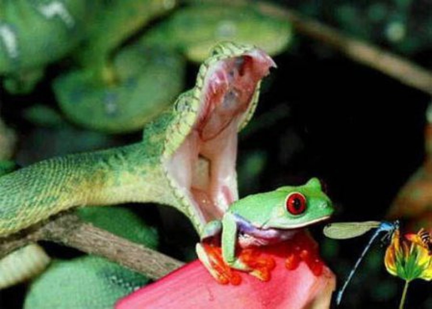 <p>An organism that eats other organisms</p>