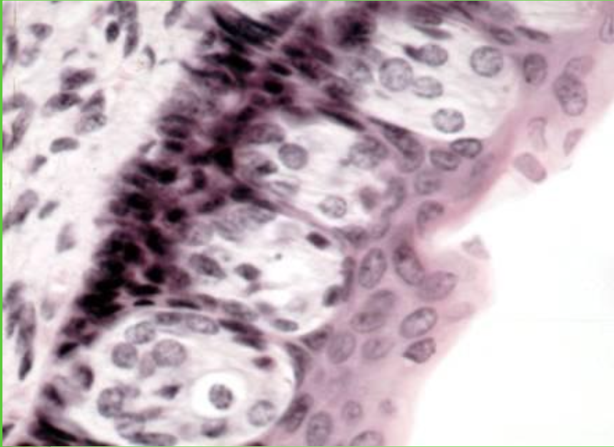 <p>ID the image</p>