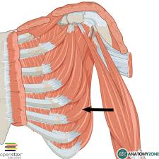 <p>Action: PRIME MOVER- scapular protraction</p>